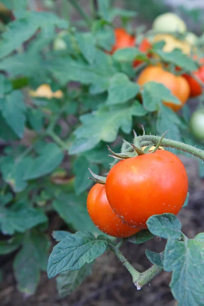 Reife rote Tomaten, die auf einem Strauch im Garten wachsen — Stockfoto