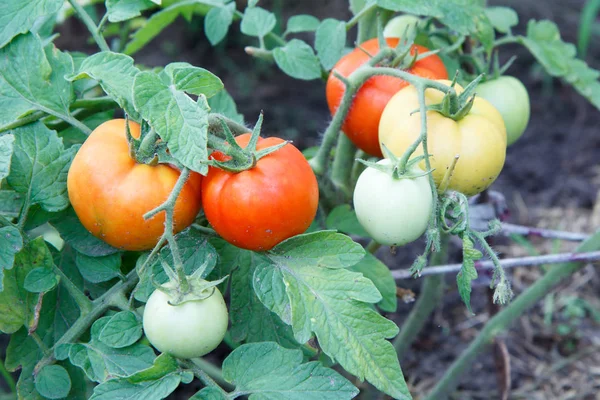 Tomates mûres et non mûres poussant sur le buisson dans le jardin — Photo