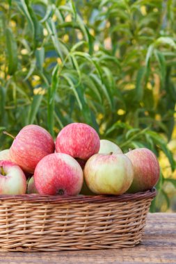 Sadece eski ahşap tahtalar üzerinde hasır sepet kırmızı elma aldı.