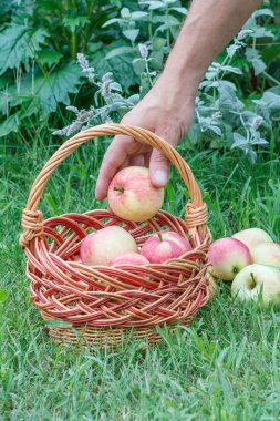 Bahçıvan el sepete bir elma koyarak.