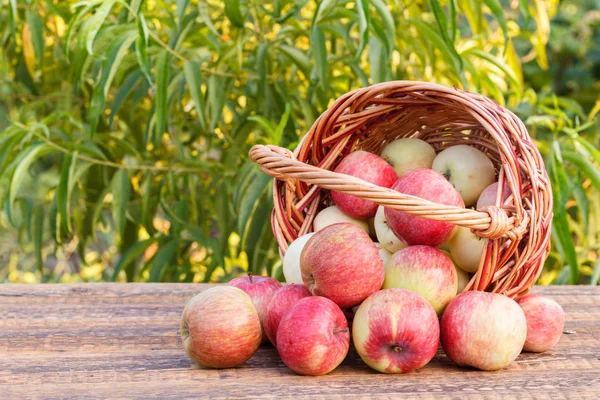 Just picked red apples in wicker basket on old wooden boards — Stock Photo, Image
