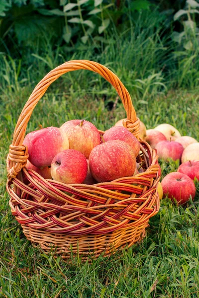 Red apples in a wicker basket and on green grass in the orchard. — Stock Photo, Image