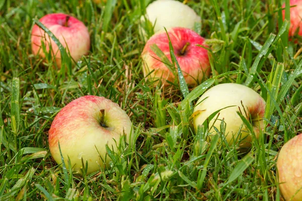 Pommes rouges sur herbe verte dans le verger — Photo