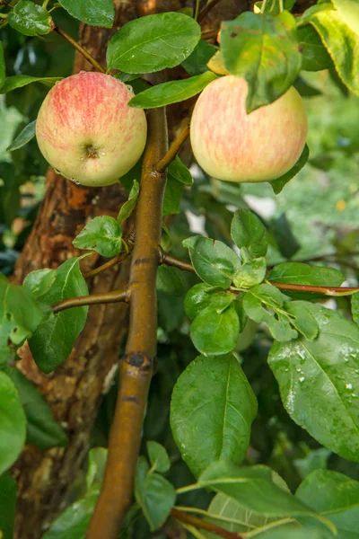 Manzanas en las ramas del árbol en el jardín . — Foto de Stock