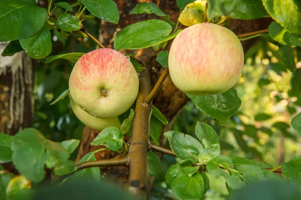 Maçãs em ramos da árvore no jardim . — Fotografia de Stock