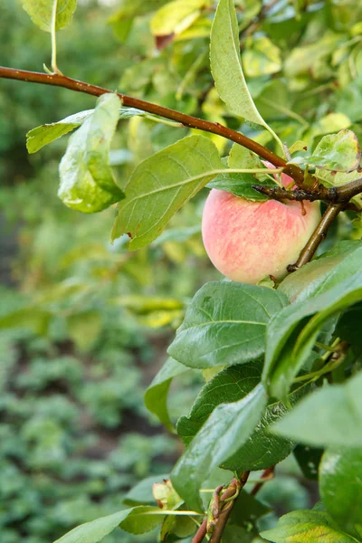 Manzana en una rama del árbol en el huerto . — Foto de Stock