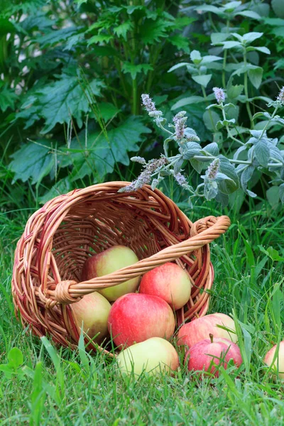 Just picked apples in a wicker basket and on garden grass. — Stock Photo, Image