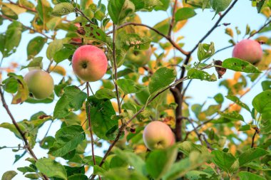 Yaz gününde ağaçta kırmızı elma.