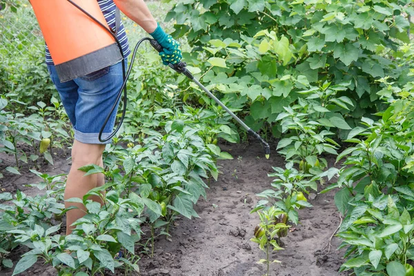 Protegendo plantas de pimentão de doenças fúngicas ou vermes usando o pulverizador — Fotografia de Stock