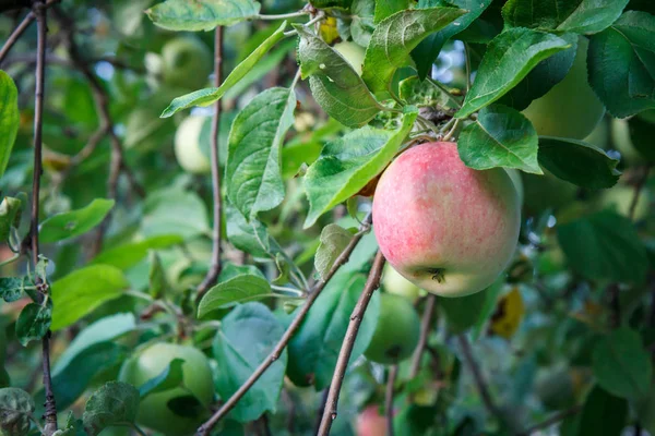 Grande maçã madura em um galho de árvore em um pomar. — Fotografia de Stock