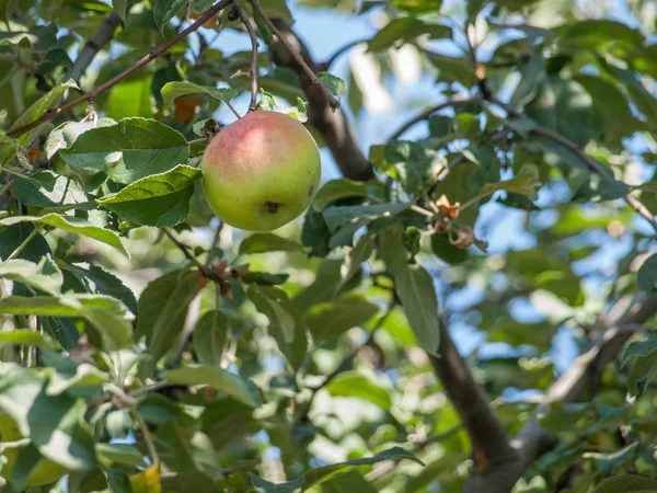 Nagy érett alma egy faágon egy gyümölcsöskertben. — Stock Fotó