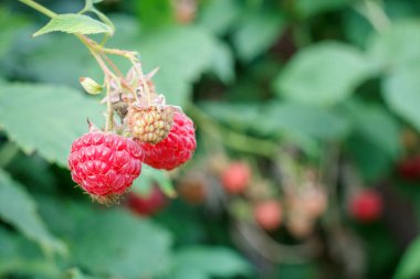 Olgun ve olgunlaşmamış ahududu bahçede yetiştirilir.