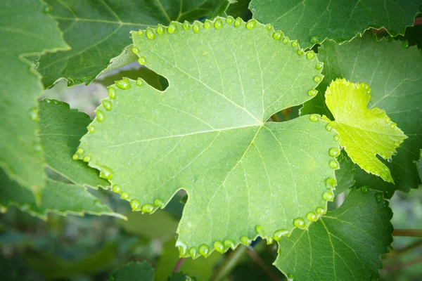 Surface des feuilles de raisin avec des gouttes d'eau dans le jardin . — Photo