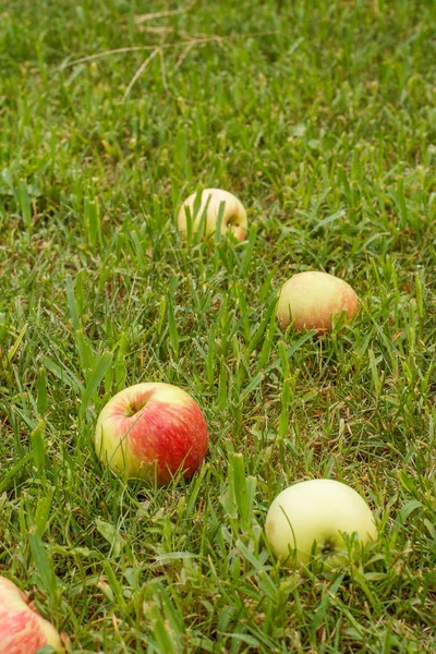 Pommes rouges sur herbe verte dans le verger — Photo