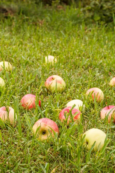 Pommes rouges sur herbe verte dans le verger — Photo