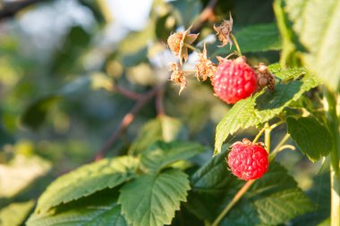 Olgun ve olgunlaşmamış ahududu bahçede yetiştirilir.