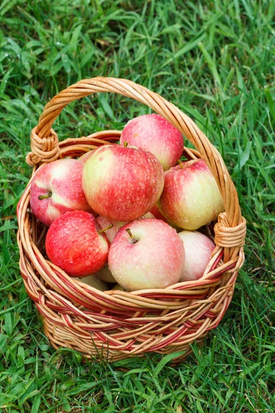 Just picked apples in a wicker basket on green grass in the gard — Stock Photo, Image