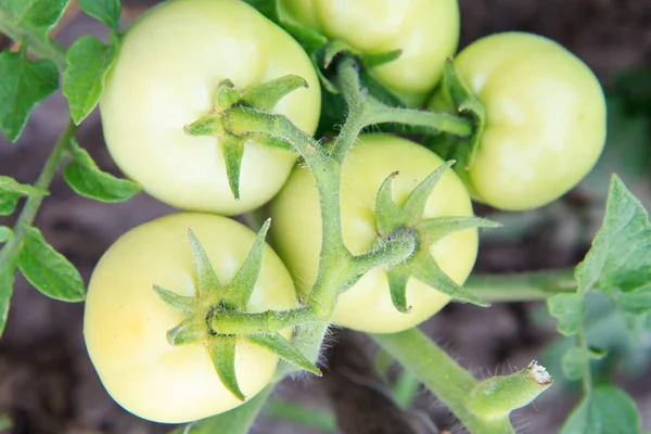 Unreife grüne Tomaten wachsen auf Büschen im Garten. — Stockfoto