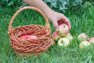 Bahçıvan el sepete bir elma koyarak.