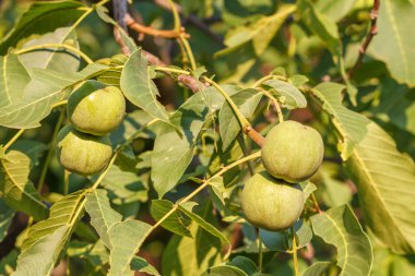 Güneş ışığında ağaçta genç ceviz.