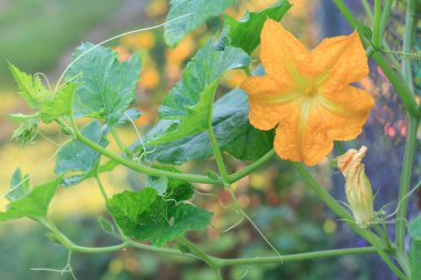 Kabak bitki ve çiçek. Bush üzerinde büyüyen genç sebze iliği