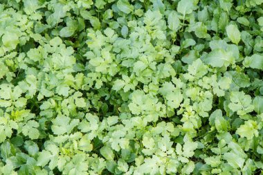 Yeşil yapraklardan yapılmış düzen. Doğa arka planı.