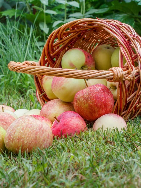 Red apples in a wicker basket and on green grass in the orchard. — Stock Photo, Image