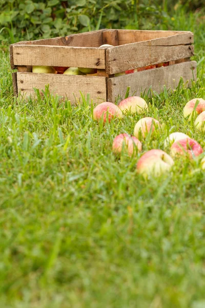 Rote Äpfel und alte Holzkiste auf grünem Gras im Obstgarten. — Stockfoto