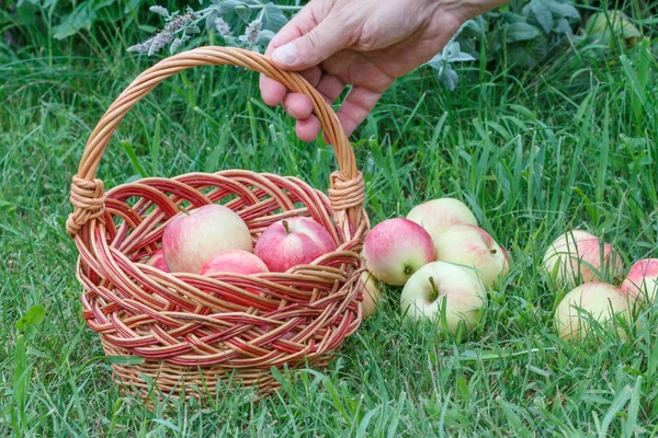 Gardener hand holding a wicker basket with apples. — Stock Photo, Image