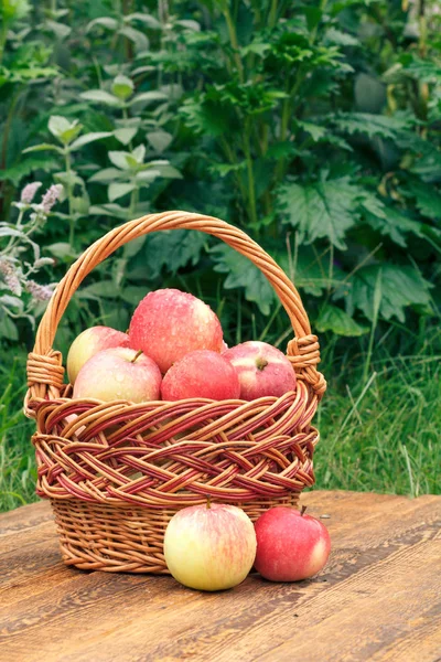 Just picked apples in a wicker basket on wooden boards with grass on background — Stock Photo, Image