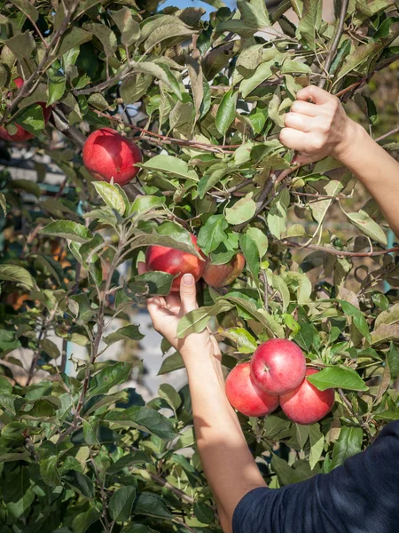 Woman hand picking a red ripe apple from a tree
