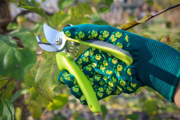 Agricultora com tesoura de poda as pontas da árvore frutífera — Fotografia de Stock