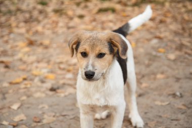 Evsiz köpek yavrusu ormanda yolda bir şey bakıyor.