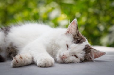 Bahçede yatan beyaz ve gri kedi.