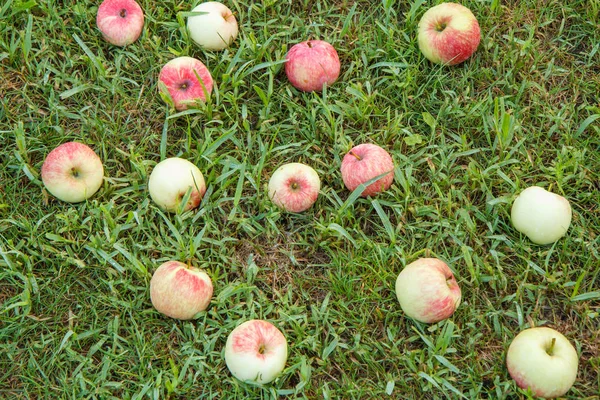 Röda äpplen på grönt gräs i fruktträdgården. Fallna mogna äpplen — Stockfoto