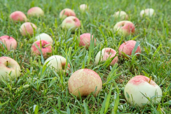 Rote Äpfel auf grünem Gras im Obstgarten — Stockfoto