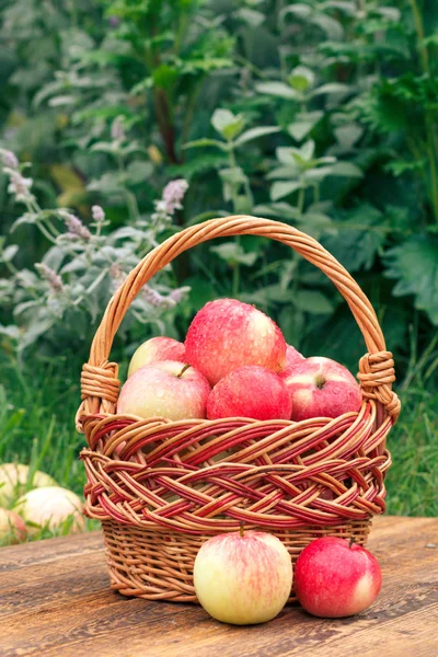 Just picked apples in a wicker basket on wooden boards with grass on background — Stock Photo, Image