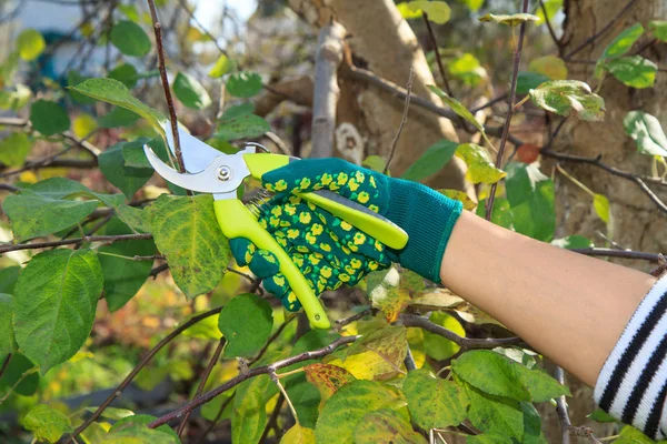 Agricultora con podadora corta las puntas de los árboles frutales — Foto de Stock