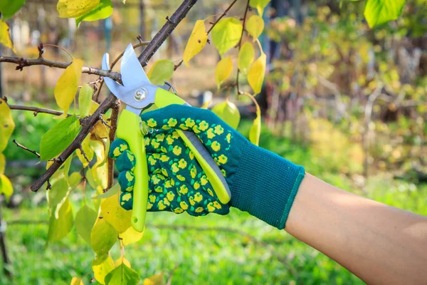 Agricultora con podadora corta las puntas de los árboles frutales — Foto de Stock