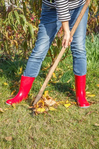 Осенью садовник чистит сад граблями . — стоковое фото
