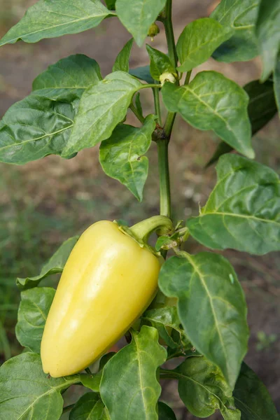 Green bell pepper growing on bush in the garden. Bulgarian or sweet pepper — Stock Photo, Image