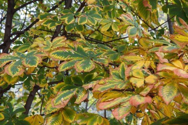 stock image Yellow and green chestnut leaves in autumn season.