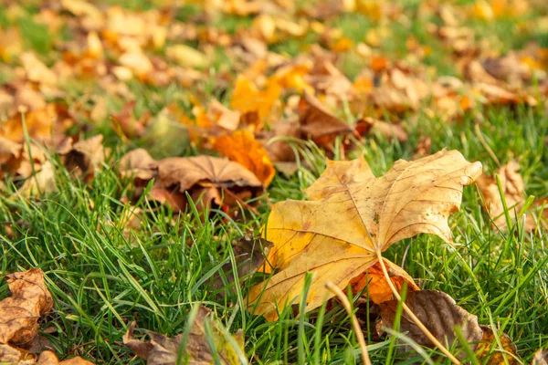 Folhas amarelas caídas no parque da cidade no dia de outono — Fotografia de Stock
