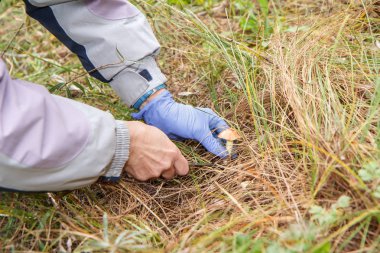 Kadın sonbahar ormanında mantar topluyor.