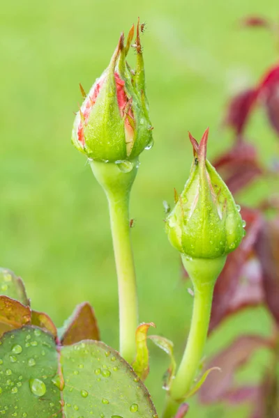 Rose buds on stems with leaves on blurred background.
