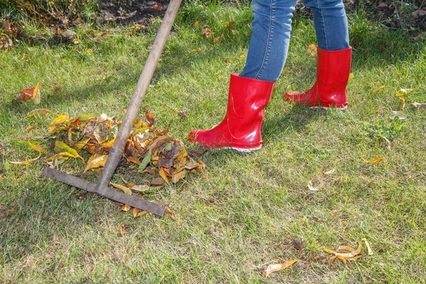 Jardineiro limpa um jardim com o ancinho no outono . — Fotografia de Stock