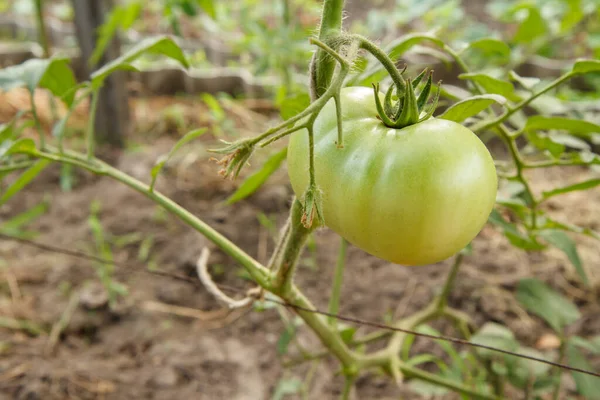 Unripe green tomato growing on a bush in the garden. Tomato bush with a green fruit on a garden bed. The green tomato on a branch.