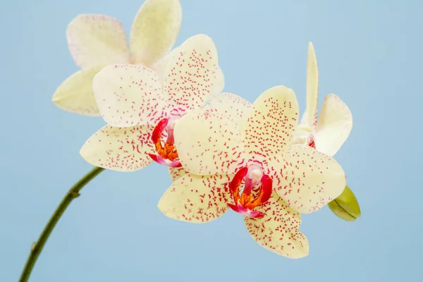 Detailní Záběry Pupeny Orchideje Květiny Modrém Pozadí — Stock fotografie