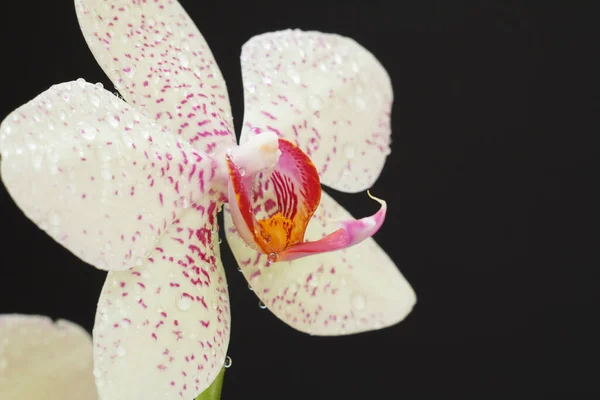 Vista Perto Uma Flor Orchis Com Gotas Água Fundo Preto — Fotografia de Stock