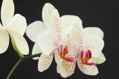 Siyah zemin üzerinde su damlaları olan orchis çiçeklerinin yakın görüntüsü. Sığ alan derinliği.